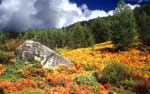 Aotomne en Corse